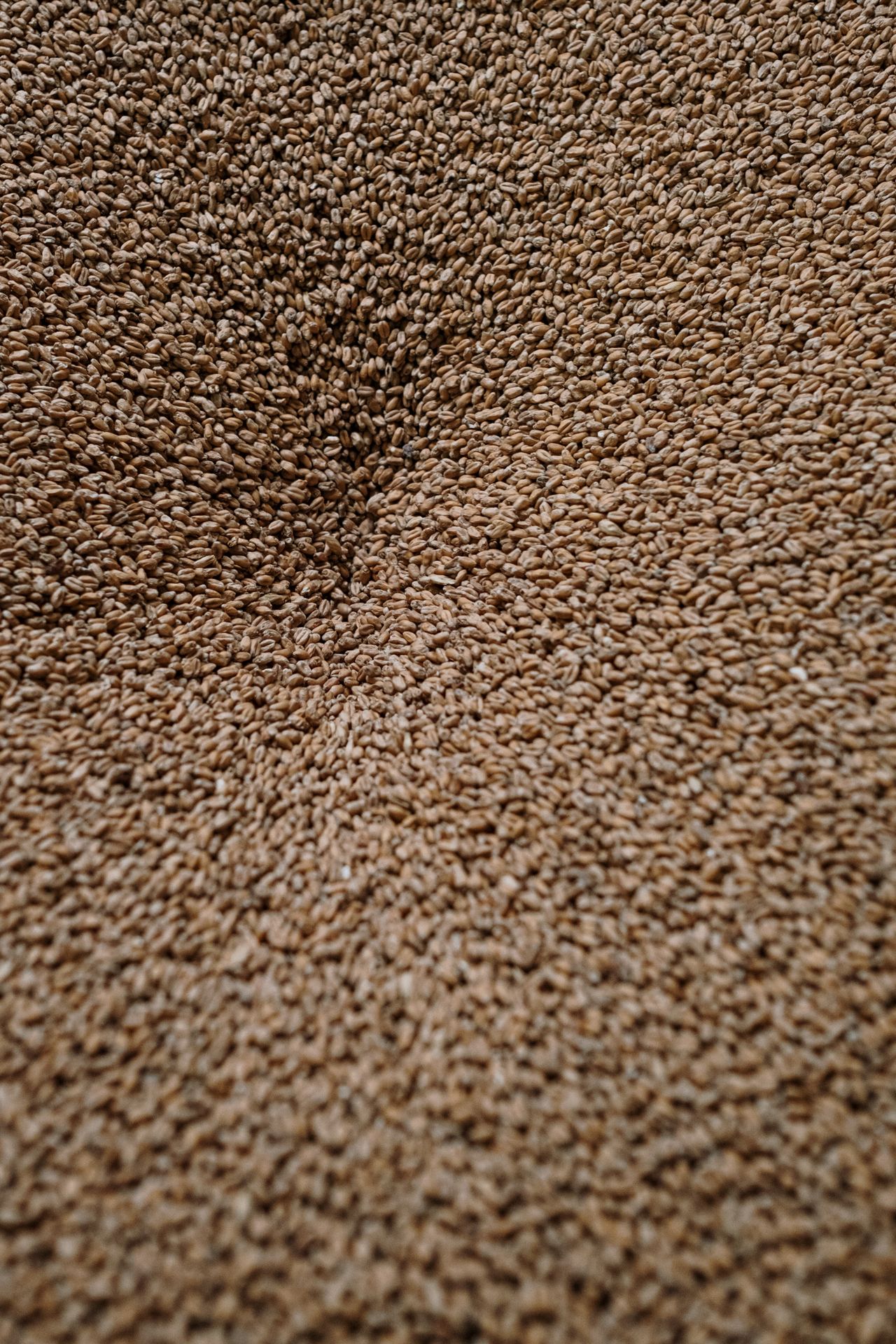 Bulk barley held in a processing bin before fiber and extract production